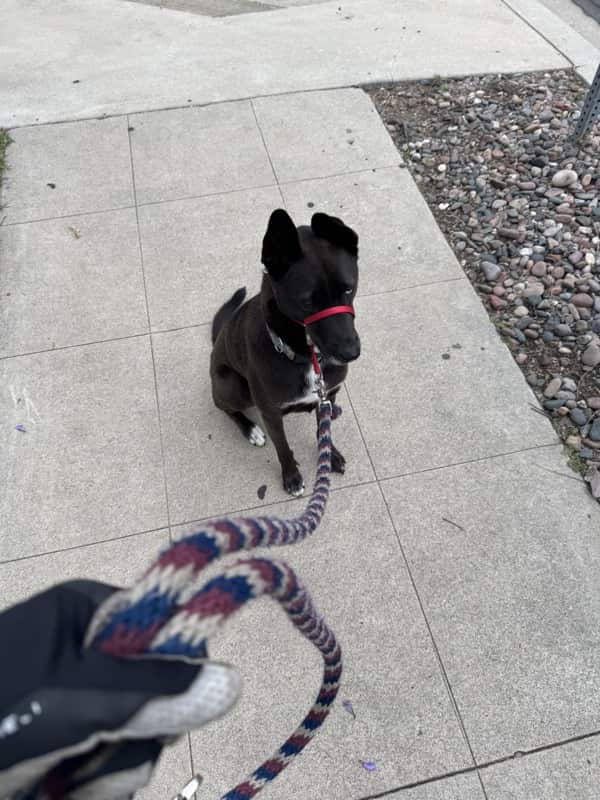 A picture of a black dog named Bowie sitting, taken on June 6 2025 at 6:42 am